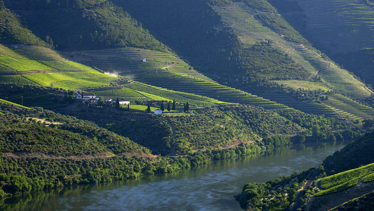 Szőlőfajták, amelyek meghatározzák a Douro jövőjét