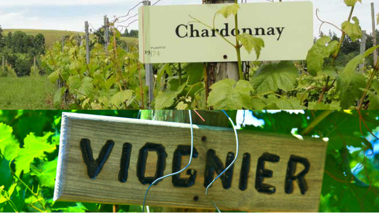 Milyen különbségek vannak a chardonnay és a viognier között?