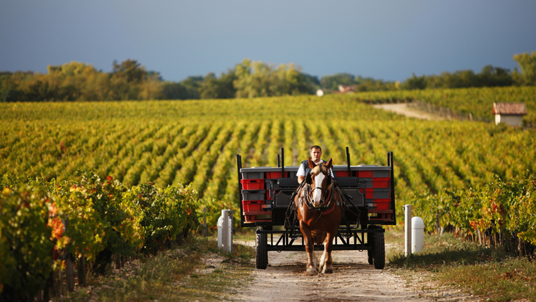 Bordeaux világa, avagy a nehéz meló