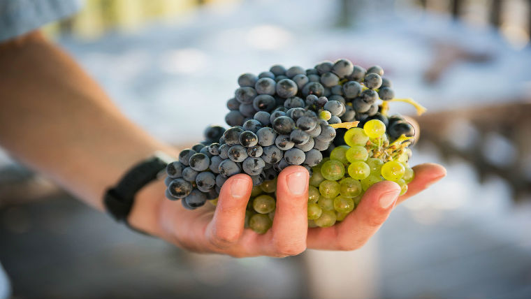 Mennyire vagy otthon a hazai és nemzetközi szőlőfajtákban? Kvíz!