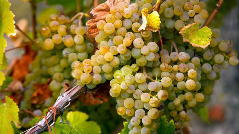 Megkóstolták az 500 éves ősszőlő borát