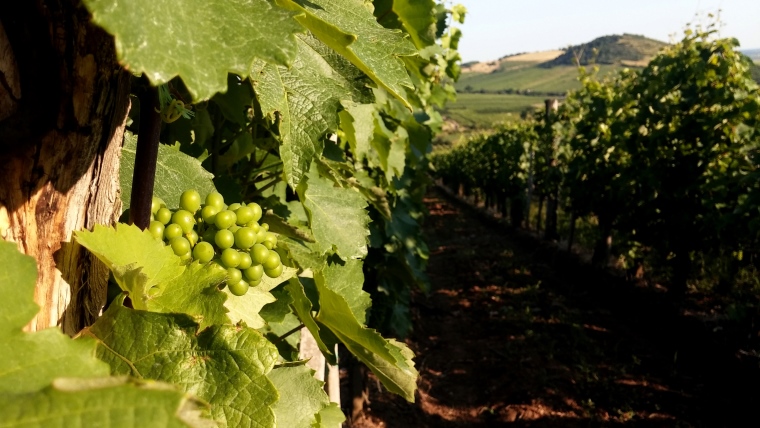 Magyarországon világnapot kap a furmint