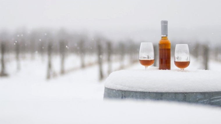 Tudod, mi történik télen a szőlőben?