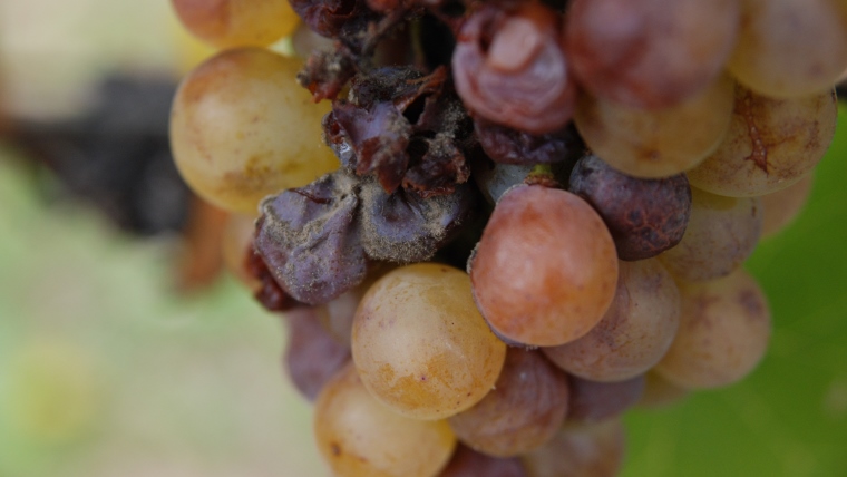 Minden napra egy aszú: Grand Tokaj