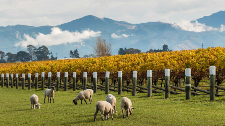 Kia Ora - üdvözlünk, sauvignon blanc!