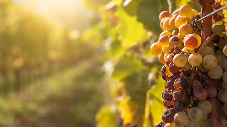 Tudj meg mindent a furmintról #5: Az aszún kívül négyféle édes bor készül belőle