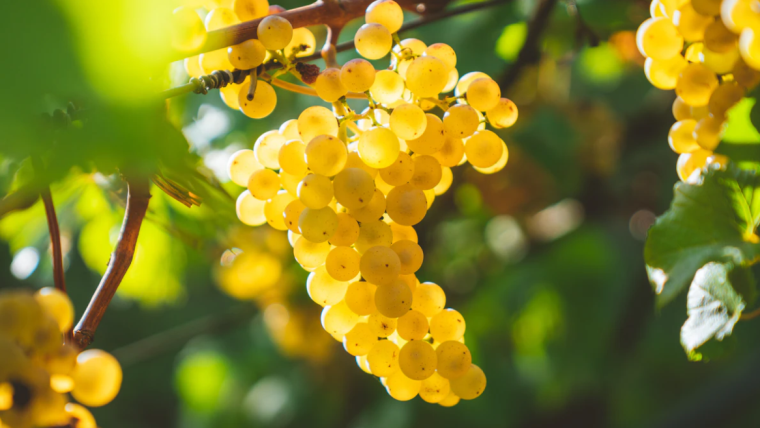 Őshonos fehérszőlőfajták Magyarországon