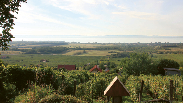 Borvidékek a Balaton körül: Balatonfüred–Csopak, a rezedaillatú, keserűmandulás olaszrizling otthona