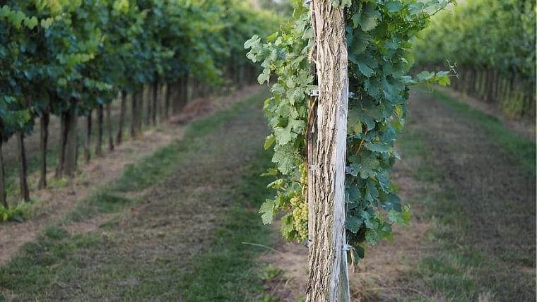 A terroir fontossága