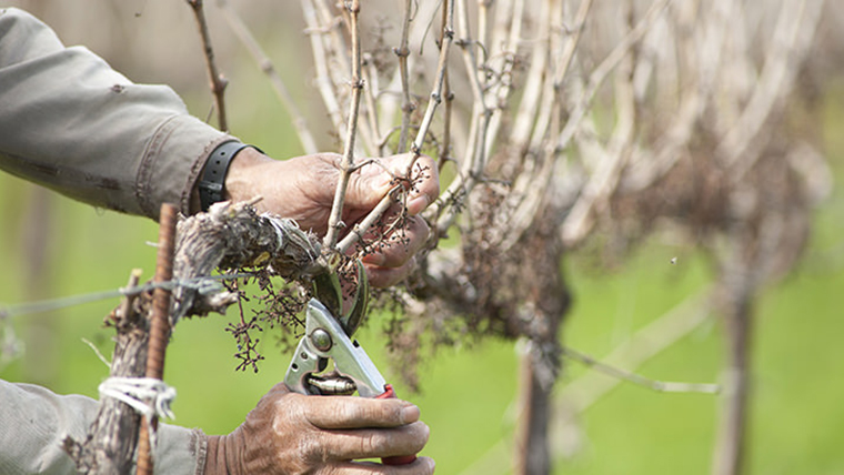 A metszés alapjai: mikor és miért van rá szükség és hogyan befolyásolja a bor minőségét?