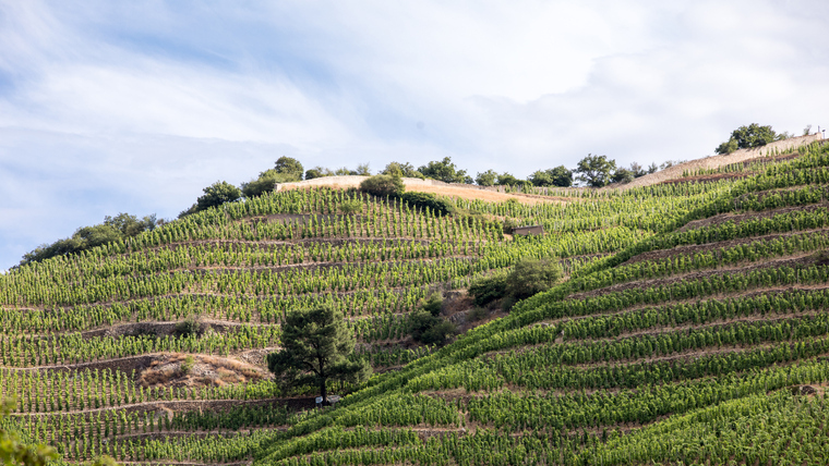 Testes, erőteljes, fűszeres: ezekért is szeretjük a syrah borokat