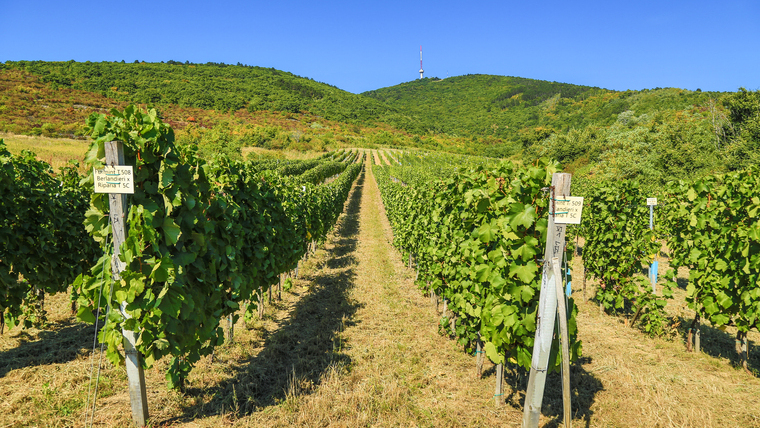 Gyakorlatorientált borászképzés vár a Tokaj-Hegyalja Egyetemen