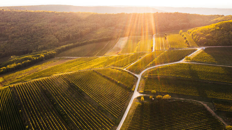 Schieber siker a Berliner Wine Trophy 2022 borversenyen