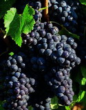 A barátságos de tekintélyes Merlot