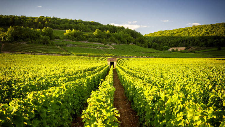 Louis Jadot borain keresztül mutatjuk be Burgundiát