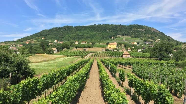 Alig van olyan Kancellár-bor, amelyik nem kapott aranyérmet a Berliner Wine Trophy-n