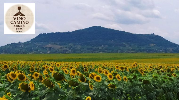 Vino Camino Somló: a Kancellár Birtok teraszán koncerttel és sokszorosan díjazott borokkal várnak (X)
