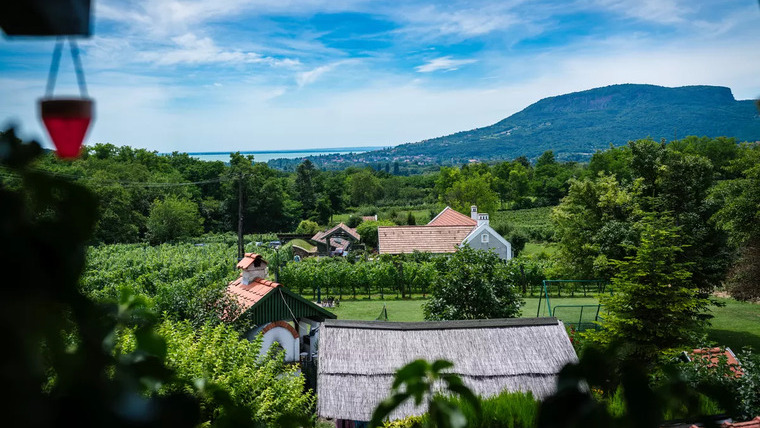 A szüret művészete: a Balaton mikroklímája és a bor minőségét meghatározó döntések