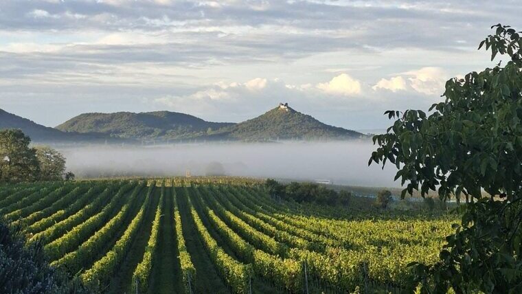 A tél dönthet a magyar bor jövőjéről?