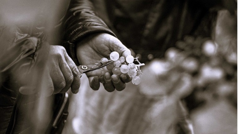 Egy jó, hagyományos rajnai rizlingért nem kell Németországig menni – elég a Pannonhalmi borvidék felé venni az irányt