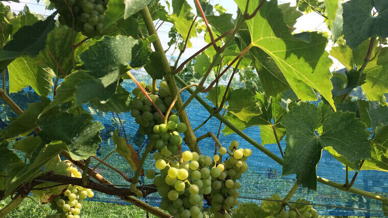 Klímára hangolva – a Nap szőlője, a solaris