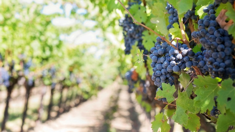 7 őshonos szőlőfajta a történelmi Magyarországról, amelyeket nem szabad elfelejteni