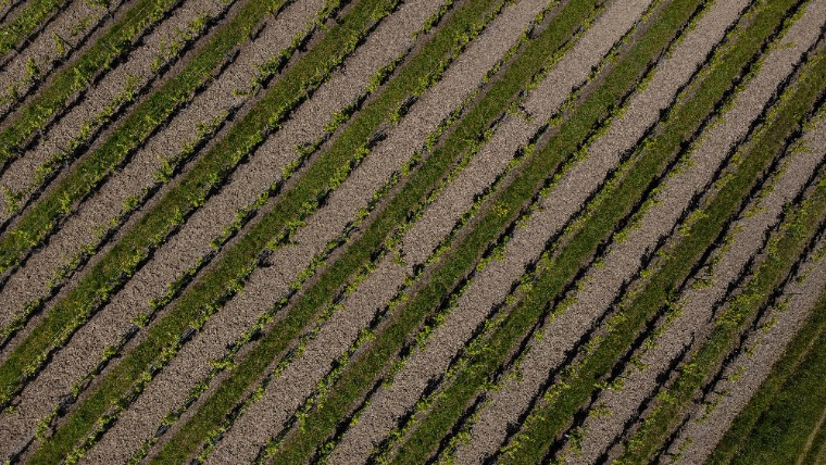 Szőlőkabóca tavasszal: most kell résen lenni 