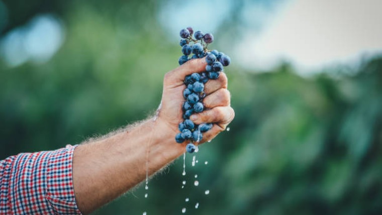 Must, verjus, szőlőlé – a szőlő alkohol nélkül
