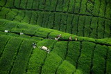 A tea és a bor - évezredek italai