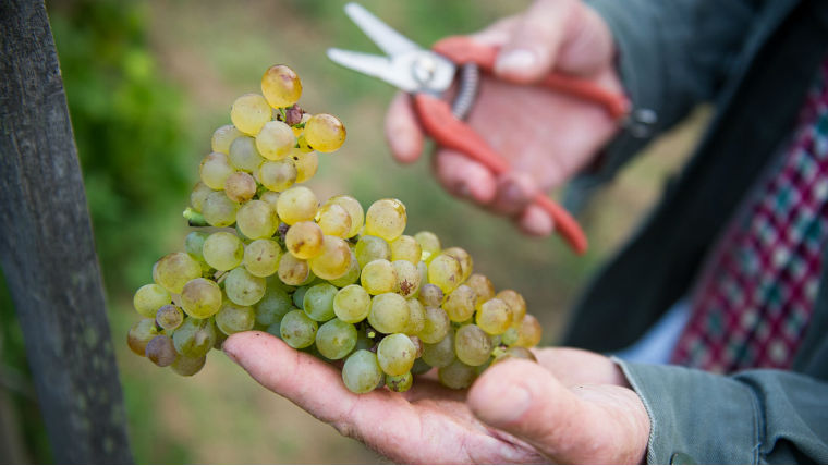 Ilyen ételeket kóstolj a viognier-hez