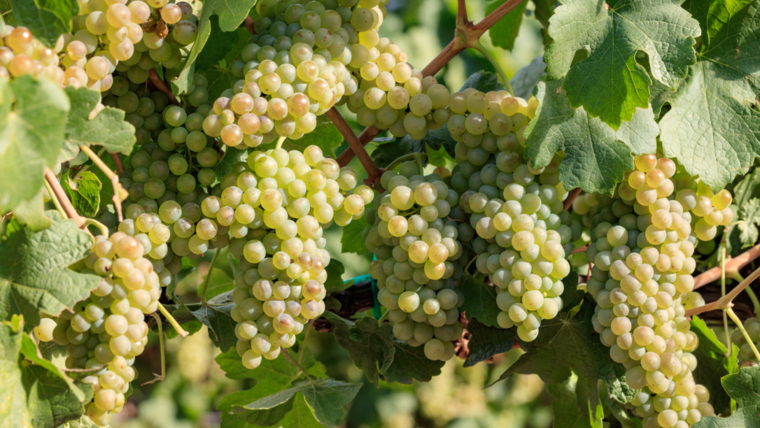 Száraz, édes, fajtabor vagy házasítás: a chenin blanc rendkívül sokoldalú Száraz, édes, fajtabor vagy házasítás: a chenin blanc rendkívül sokoldalú