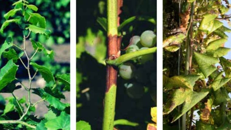 Már csak egyetlen borvidékünkön nem mutatták ki a szőlő aranyszínű sárgasága betegséget