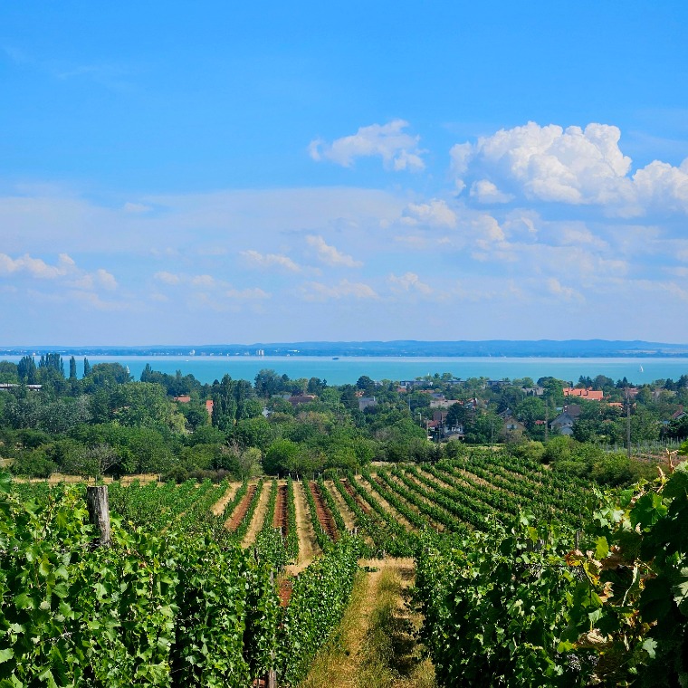 Kipróbáltuk a Balaton új borbuszát – ilyen egy bortúra, ahol nem kell sofőrt választani