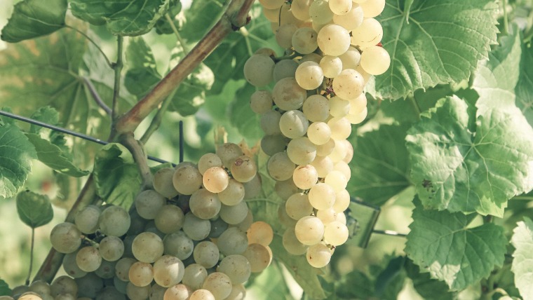 A chenin blanc reneszánsza