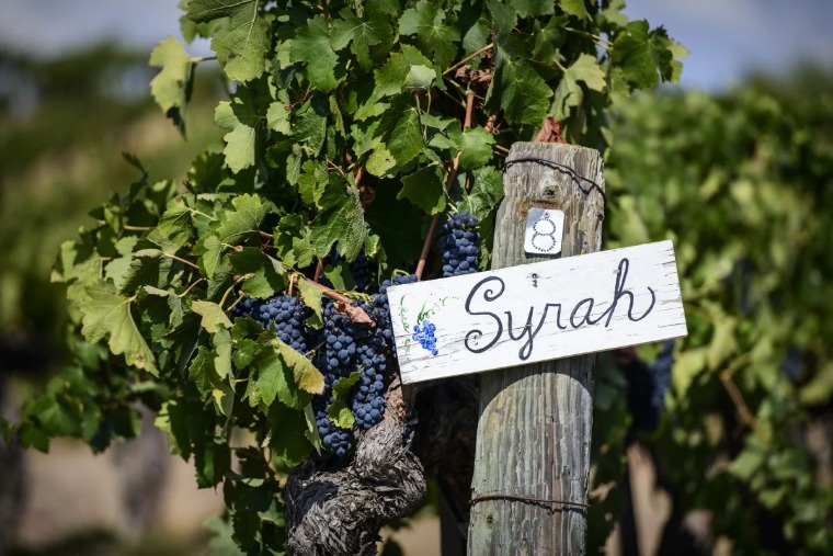 Ünnepeljünk ma egy pohár syrah-val!