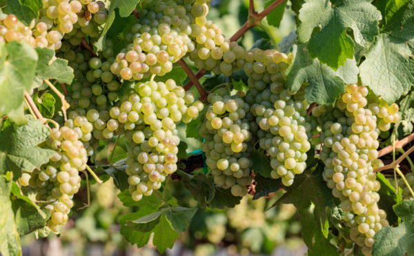 Száraz, édes, fajtabor vagy házasítás: a chenin blanc rendkívül sokoldalú