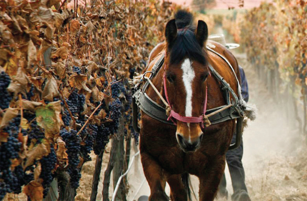 WineAge - borok természetesen