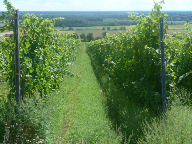 A villányi Grand Terroir: Kövesföld dűlő