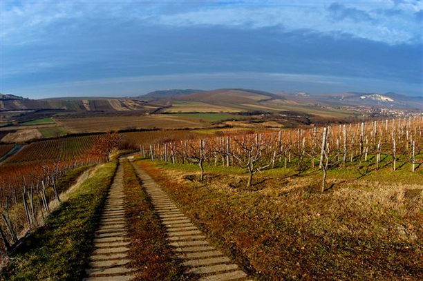 Szüretelnek Tokajban