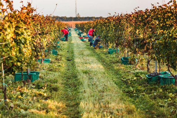 A cabernet fajták jól teljesítettek a Dél-Balatonon