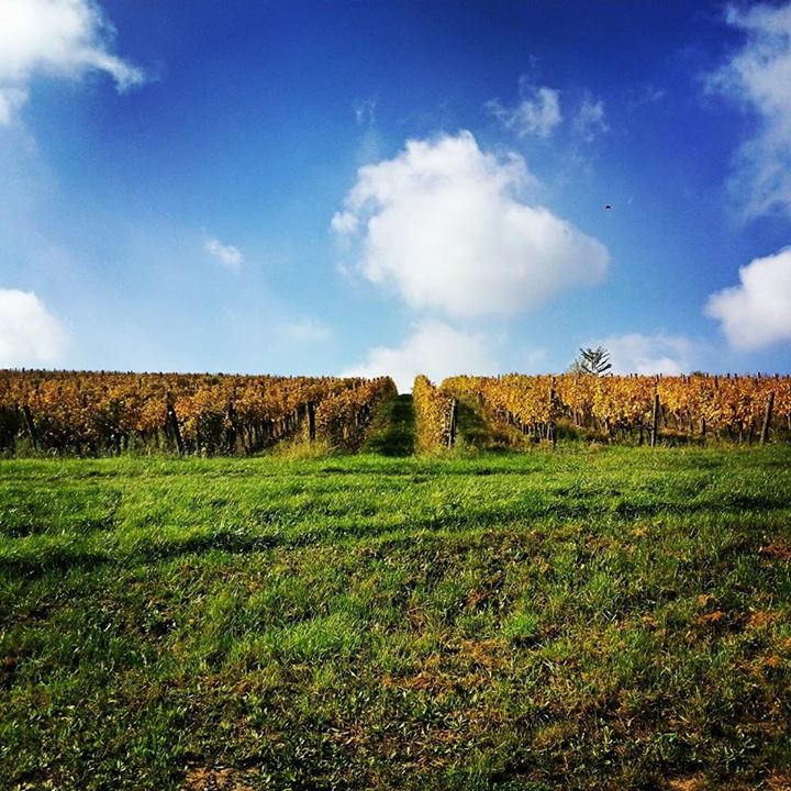 Borvidék fél órára Budapesttől és nem Etyek, mi az?