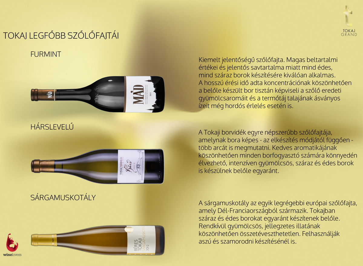 Ezek Tokaj legfontosabb szőlőfajtái