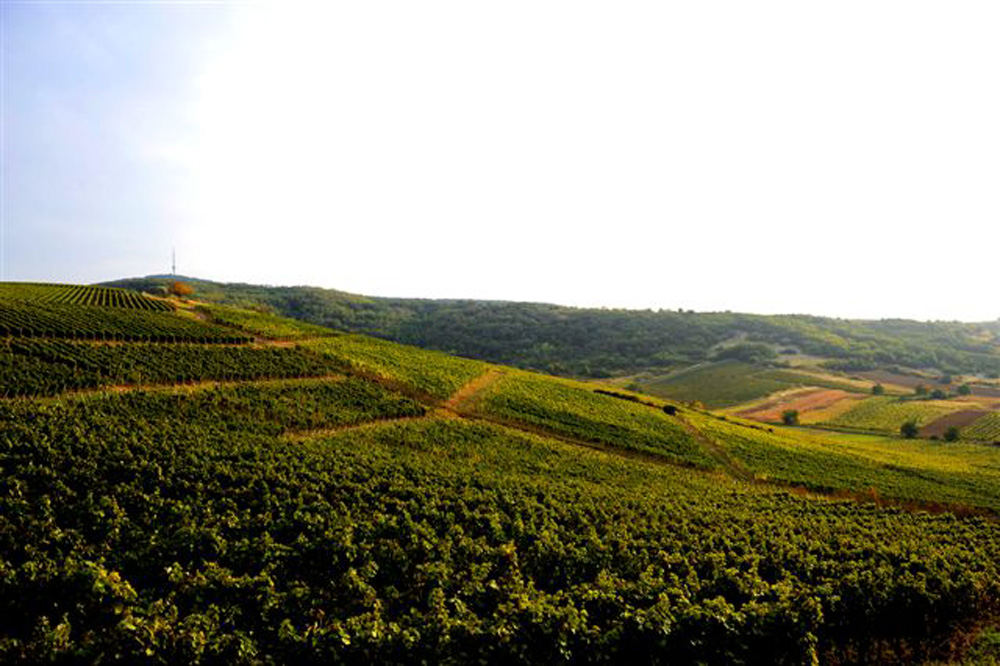 Tokaj: a kicsik és nagyok összefogása a siker kulcsa