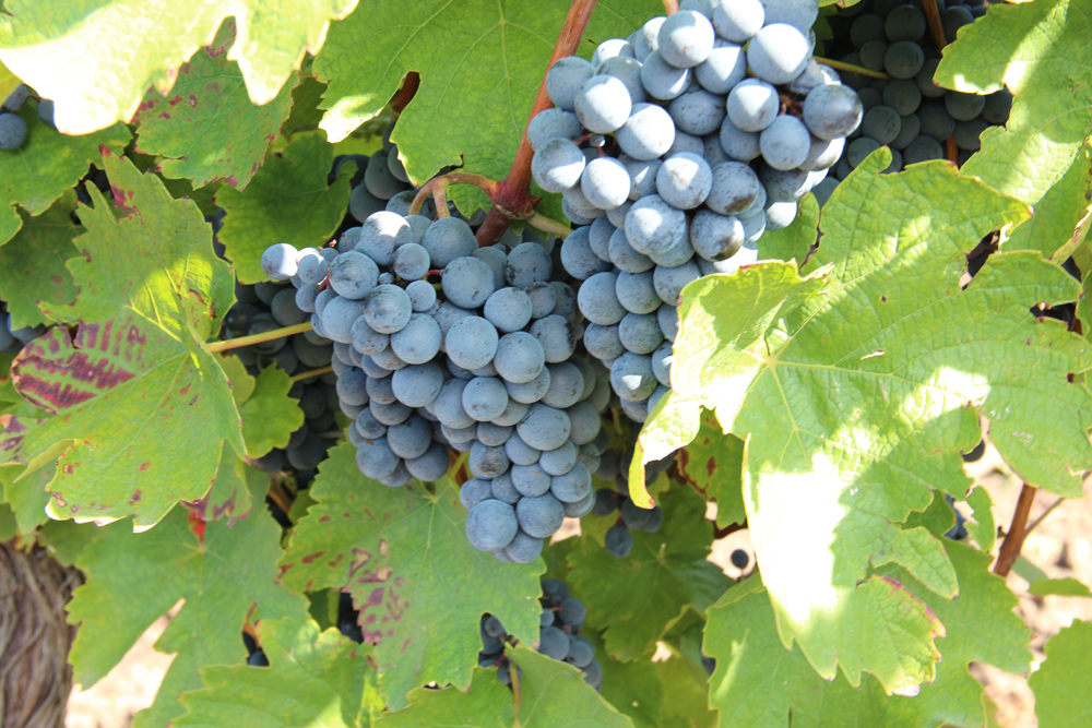 A szőlőtermesztés 2014-es dilemmája