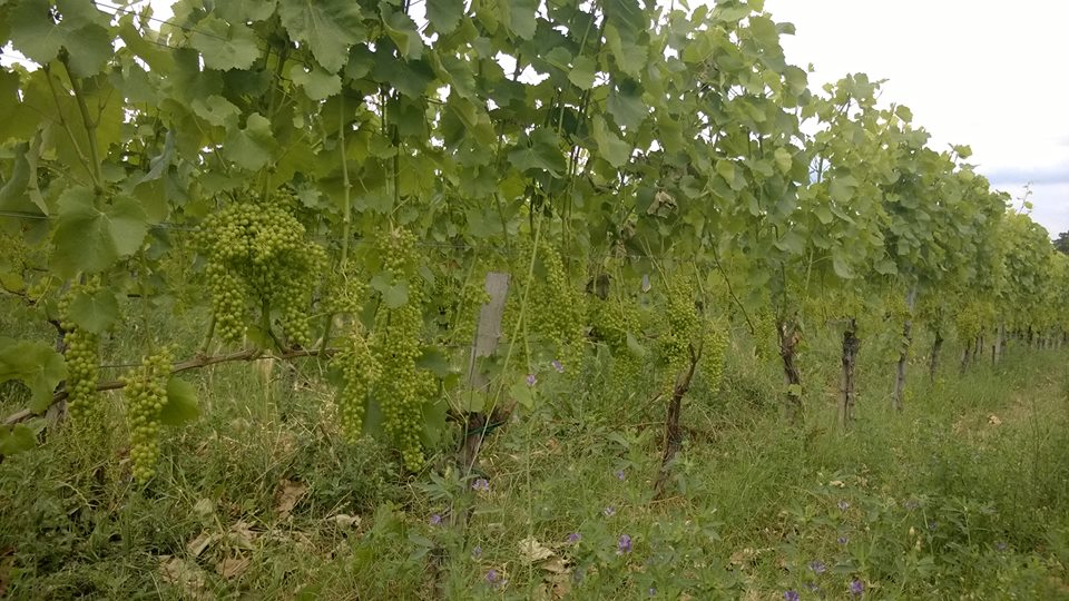 Gyönyörűen fejlődnek a szőlők Villányban