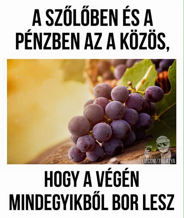 Tibi atya bölcs