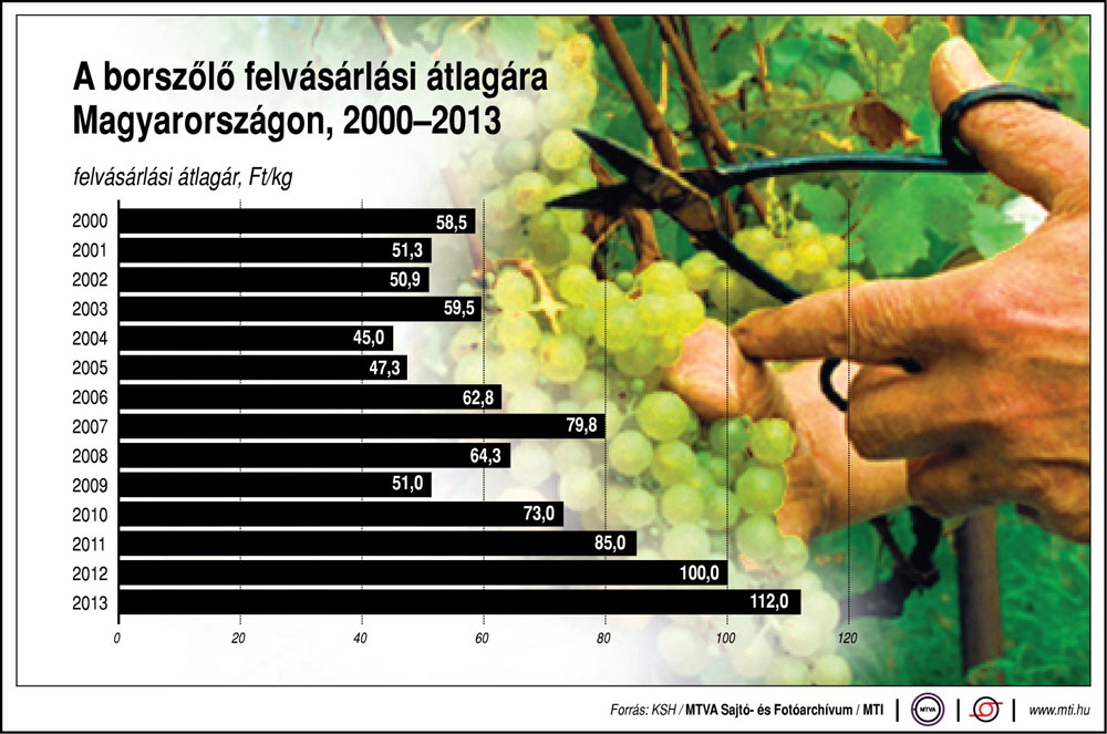 Csaknem a duplájára nőtt a szőlő felvásárlási ára 2000 óta