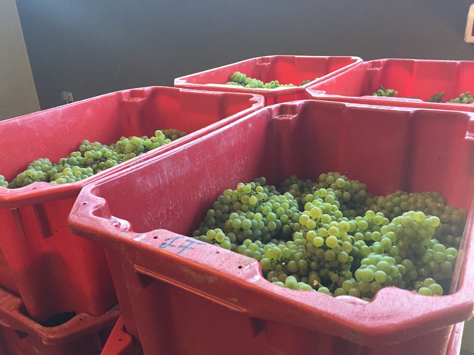 Beindultak a champagne-i prések a Somlón