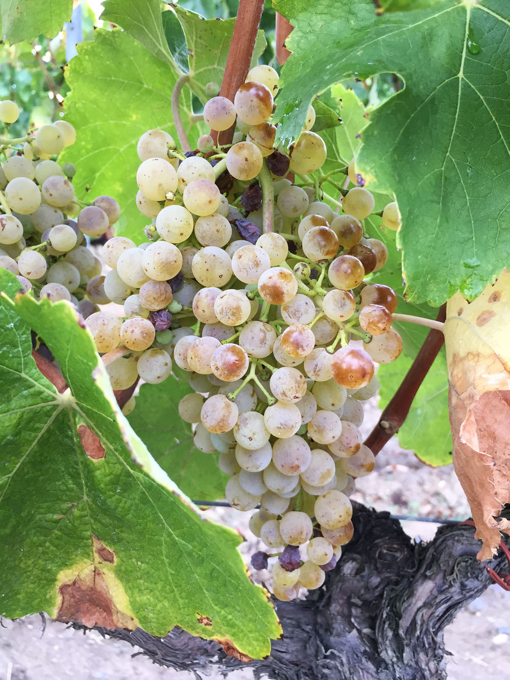 Tokaj-Hétszőlő: főszerepben a furmint és a dűlőszelektált aszúk 