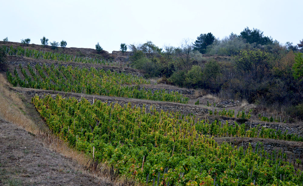 Tokaj-Hétszőlő: főszerepben a furmint és a dűlőszelektált aszúk 